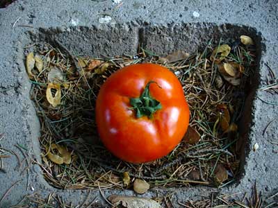 Plow Maker Farms: Rutger tomato in block